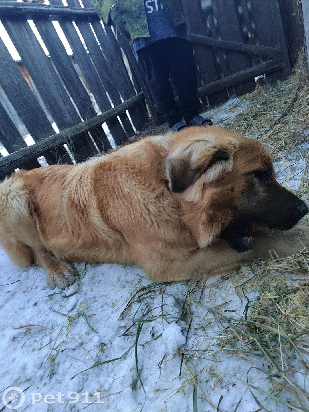 Найдена собака в Чите — фото объявления