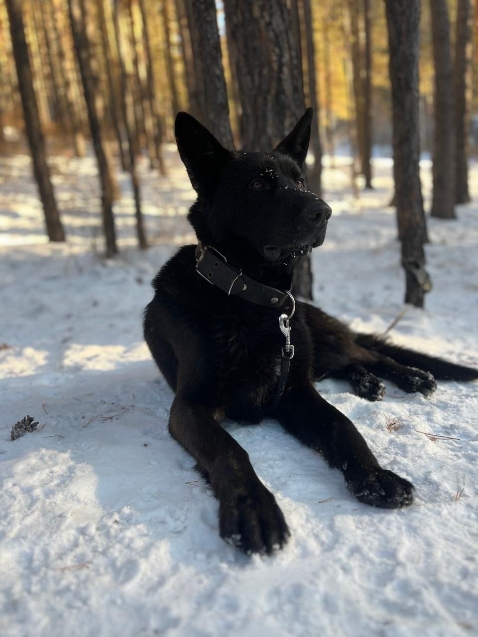 Пропала собака в Чите — фото объявления
