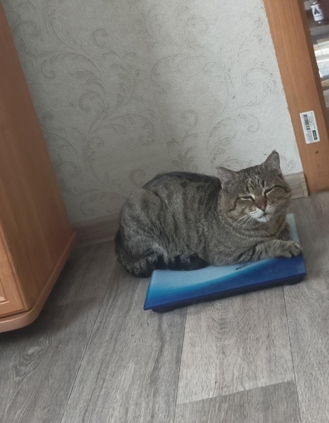 Пропала кошка в Чите — фото объявления