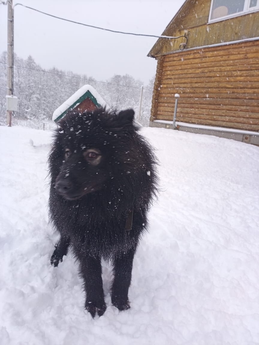Найдена собака в Калуге — фото объявления