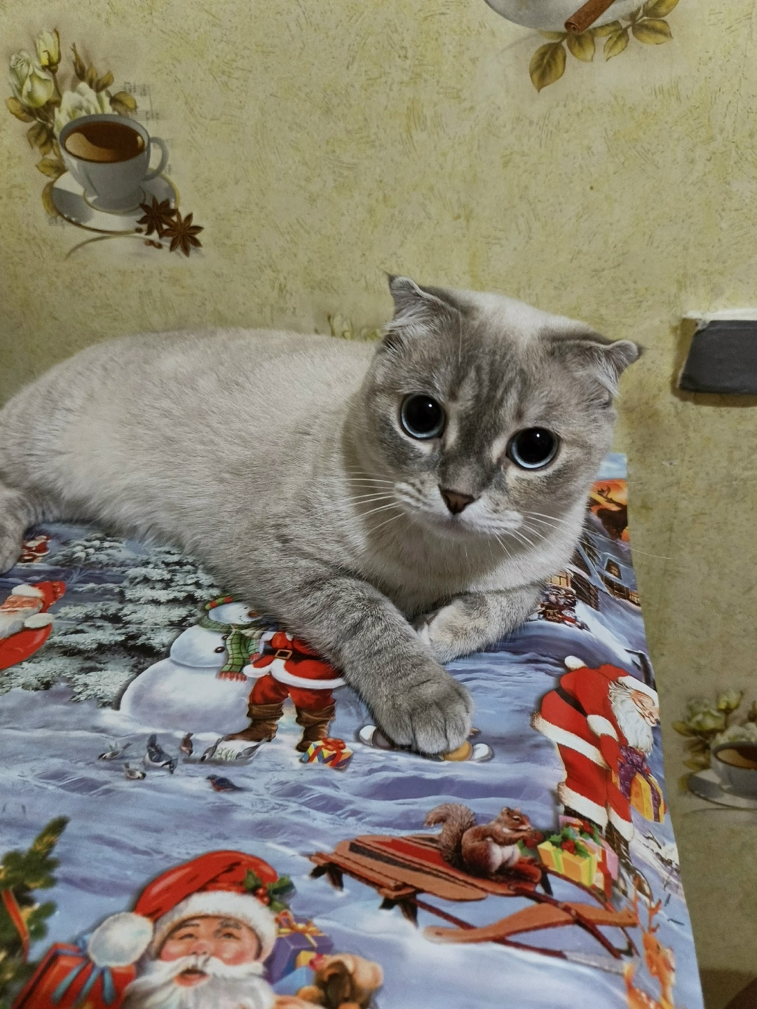 Пропала кошка в Калуге — фото объявления