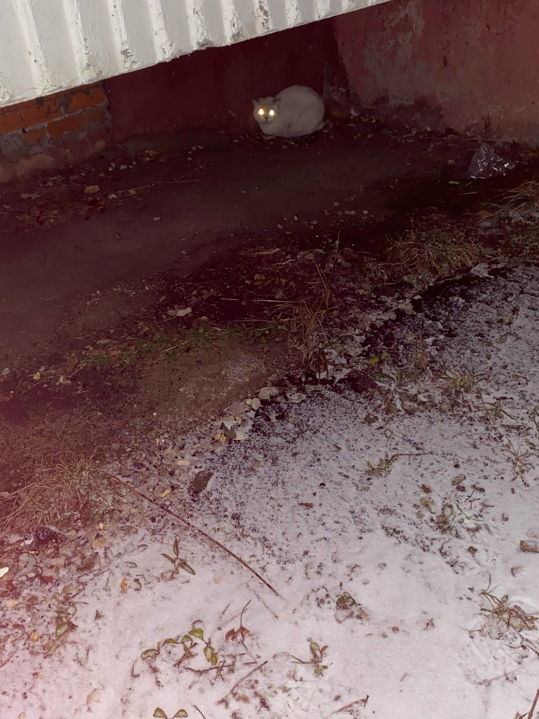 Найдена кошка в Калуге — фото объявления