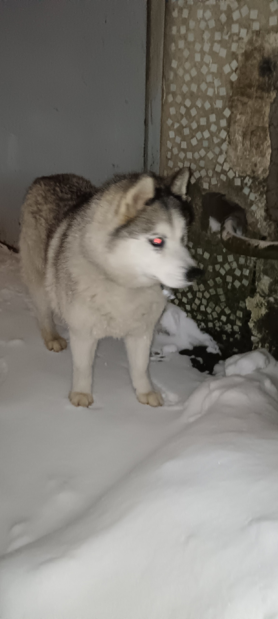 Найдена собака в Калуге — фото объявления