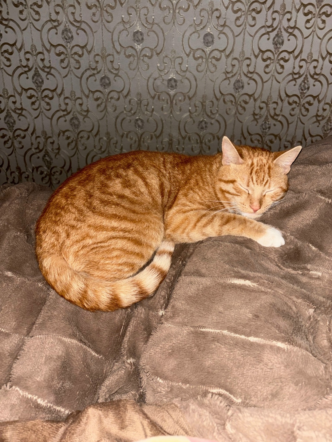 Пропала кошка в Калуге — фото объявления