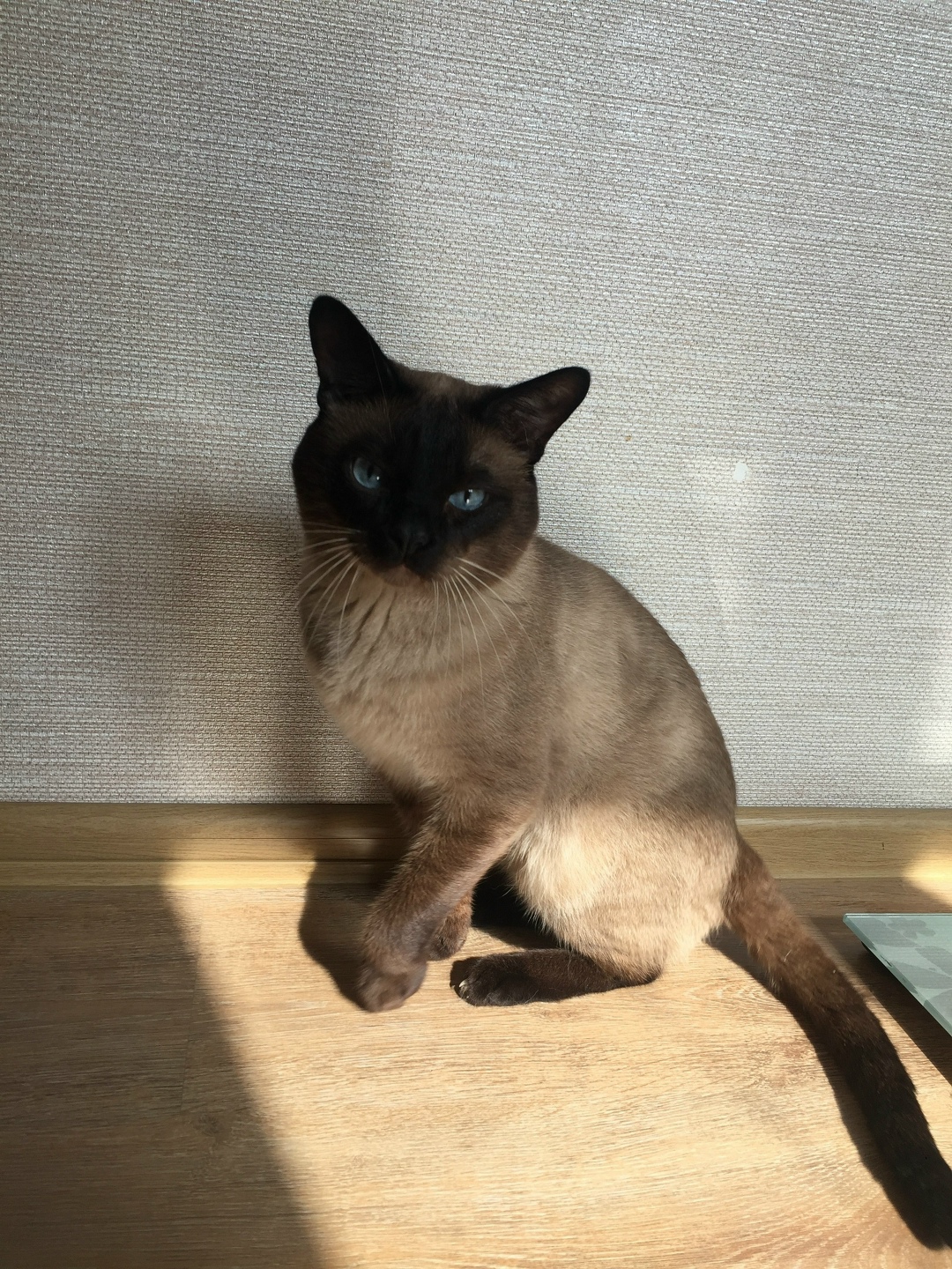 Пропала кошка в Нижнем Тагиле — фото объявления