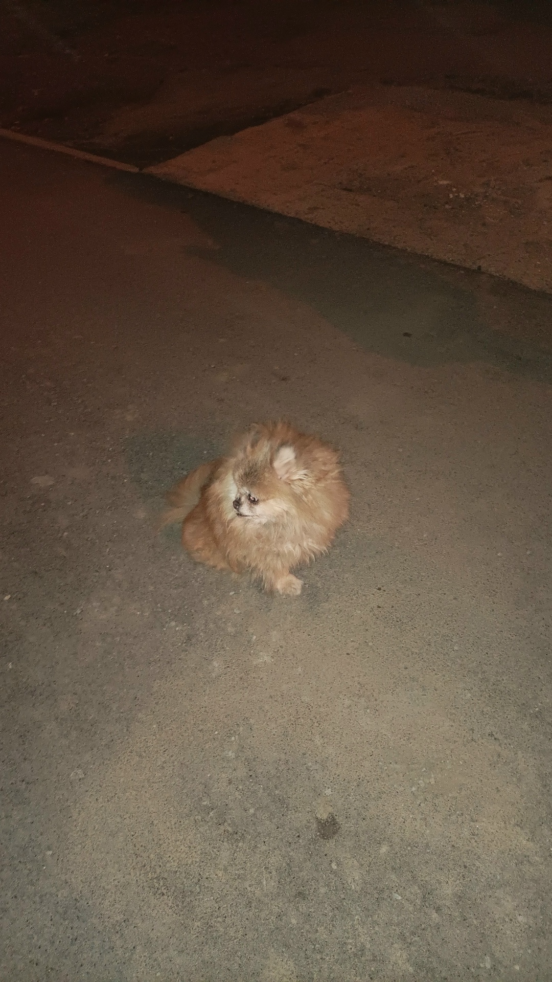 Пропала собака в Нижнем Тагиле — фото объявления