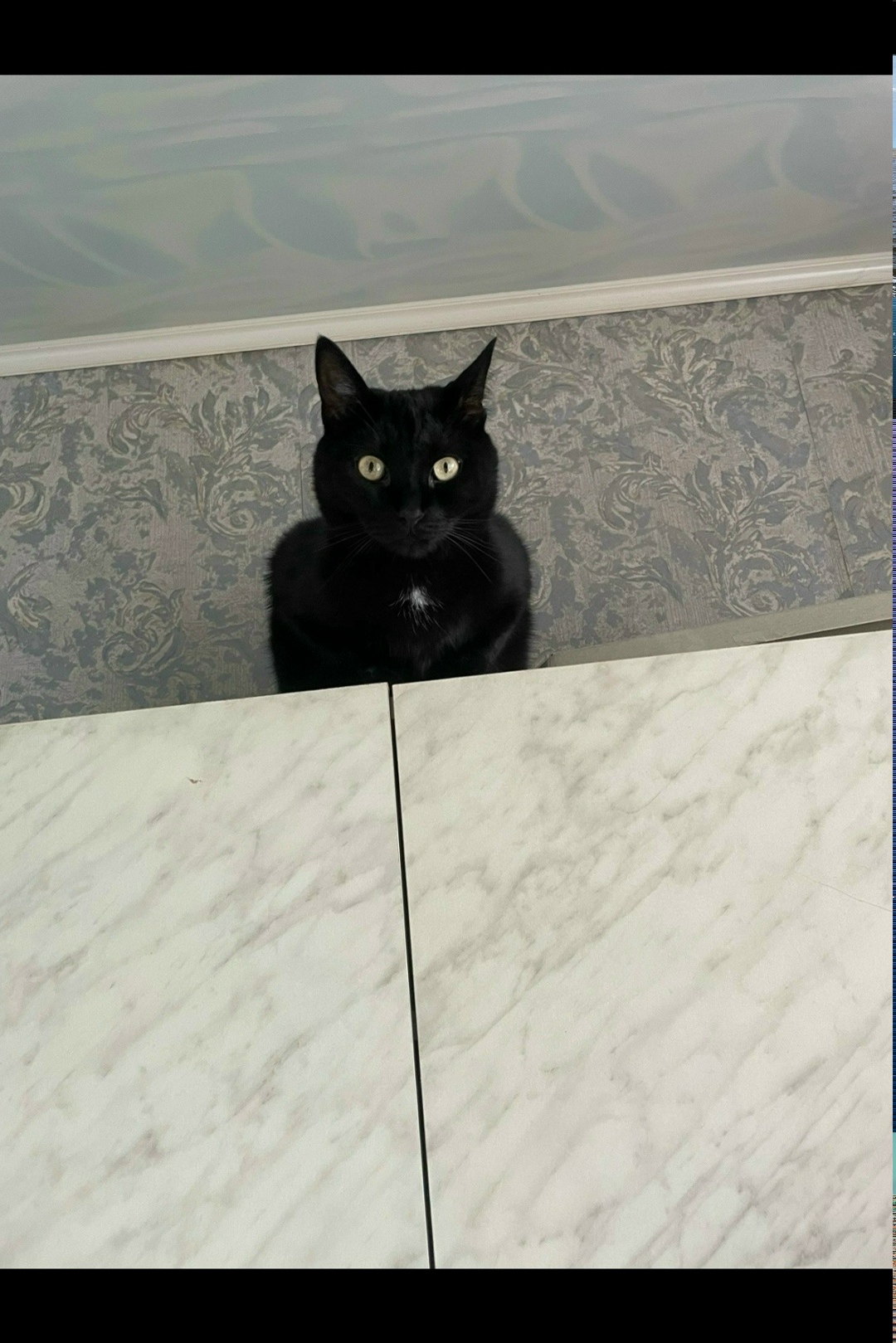 Пропала кошка в Нижнем Тагиле — фото объявления