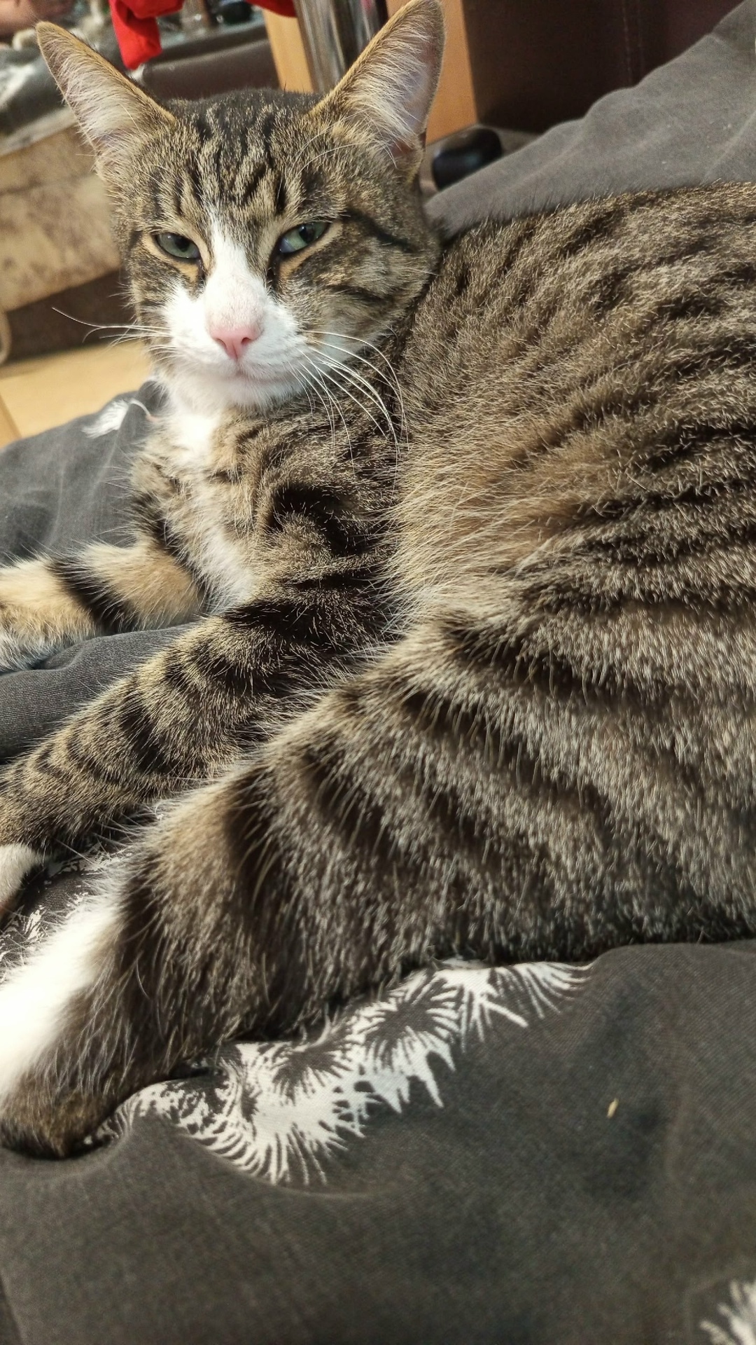 Пропала кошка в Нижнем Тагиле — фото объявления