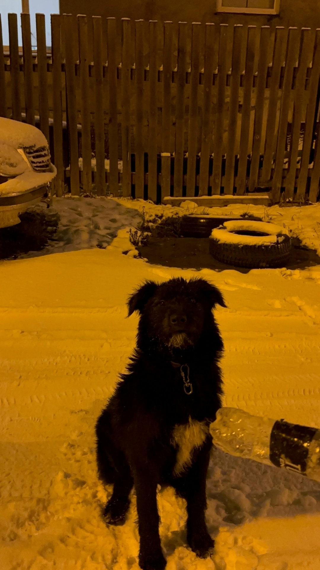 Пропала собака в Нижнем Тагиле — фото объявления