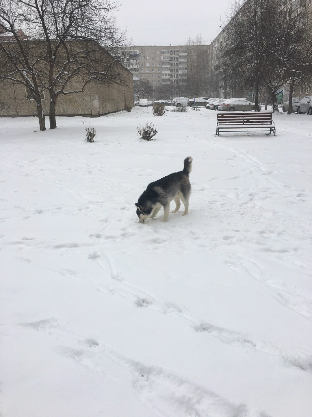 Пропала собака в Нижнем Тагиле — фото объявления