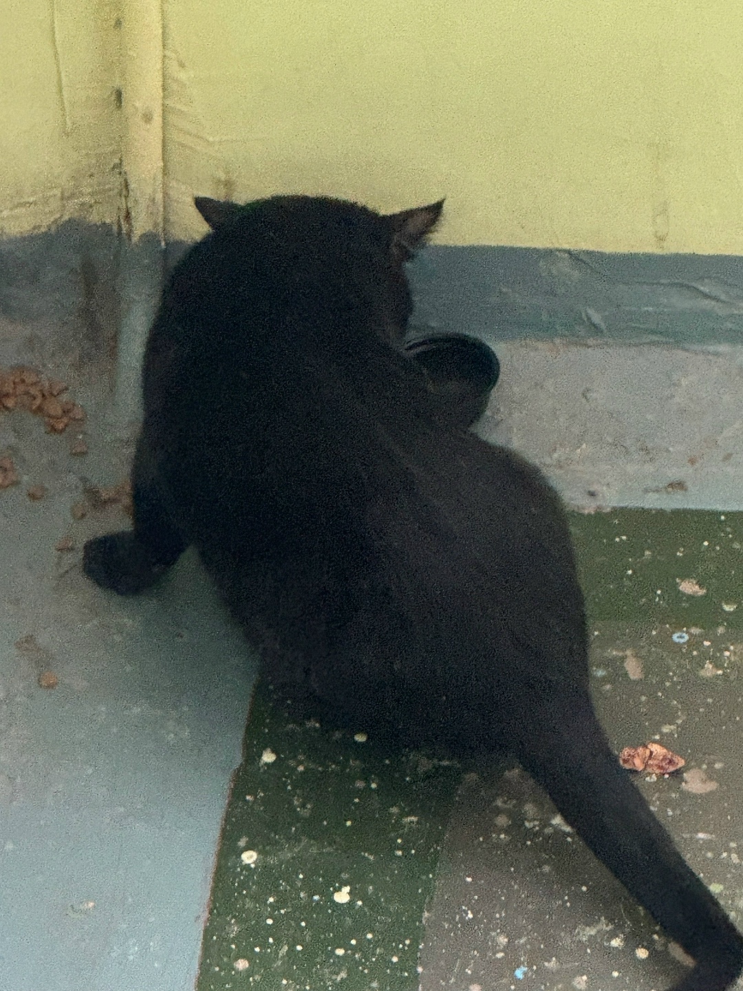 Найдена кошка в Нижнем Тагиле — фото объявления