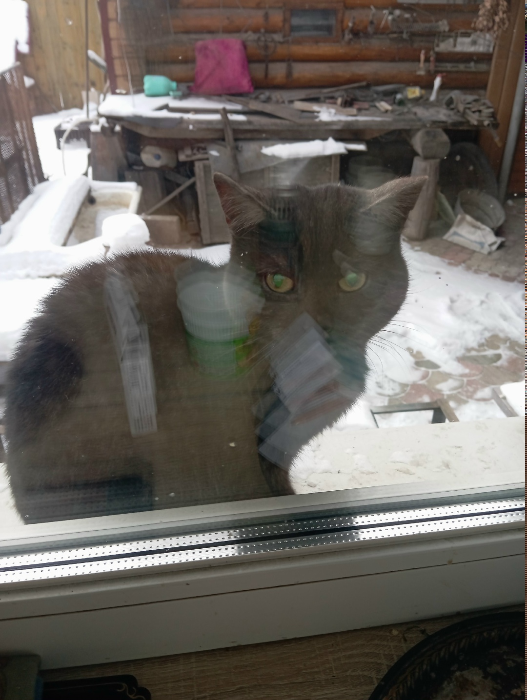 Найдена кошка в Нижнем Тагиле — фото объявления