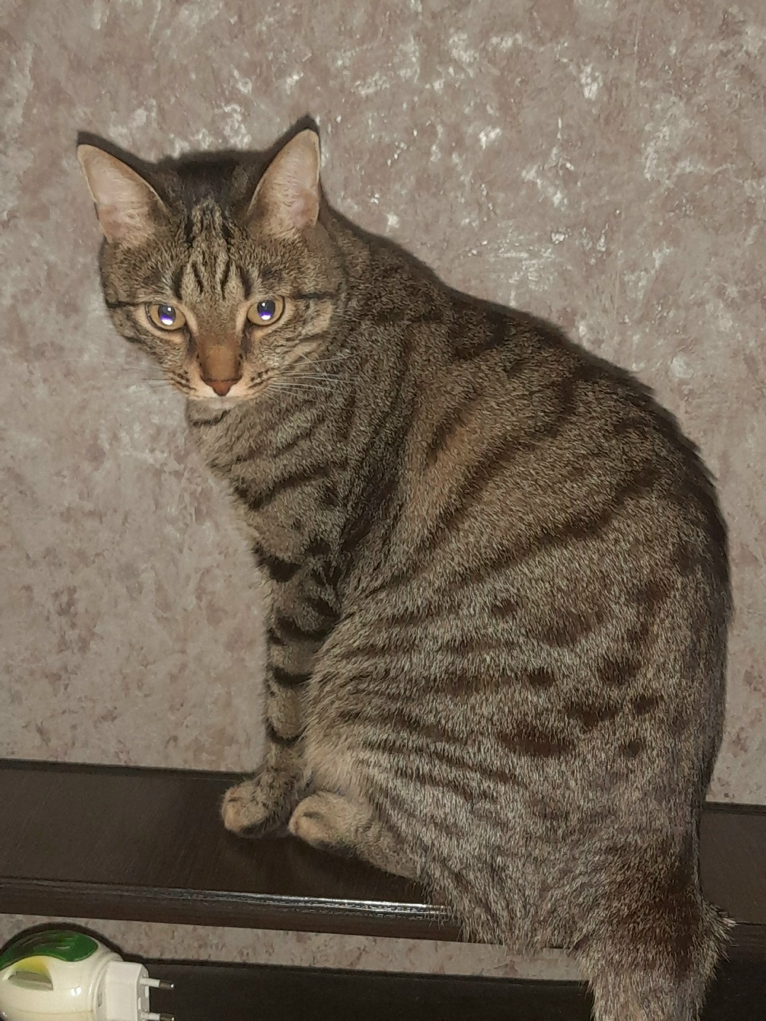 Пропала кошка в Нижнем Тагиле — фото объявления