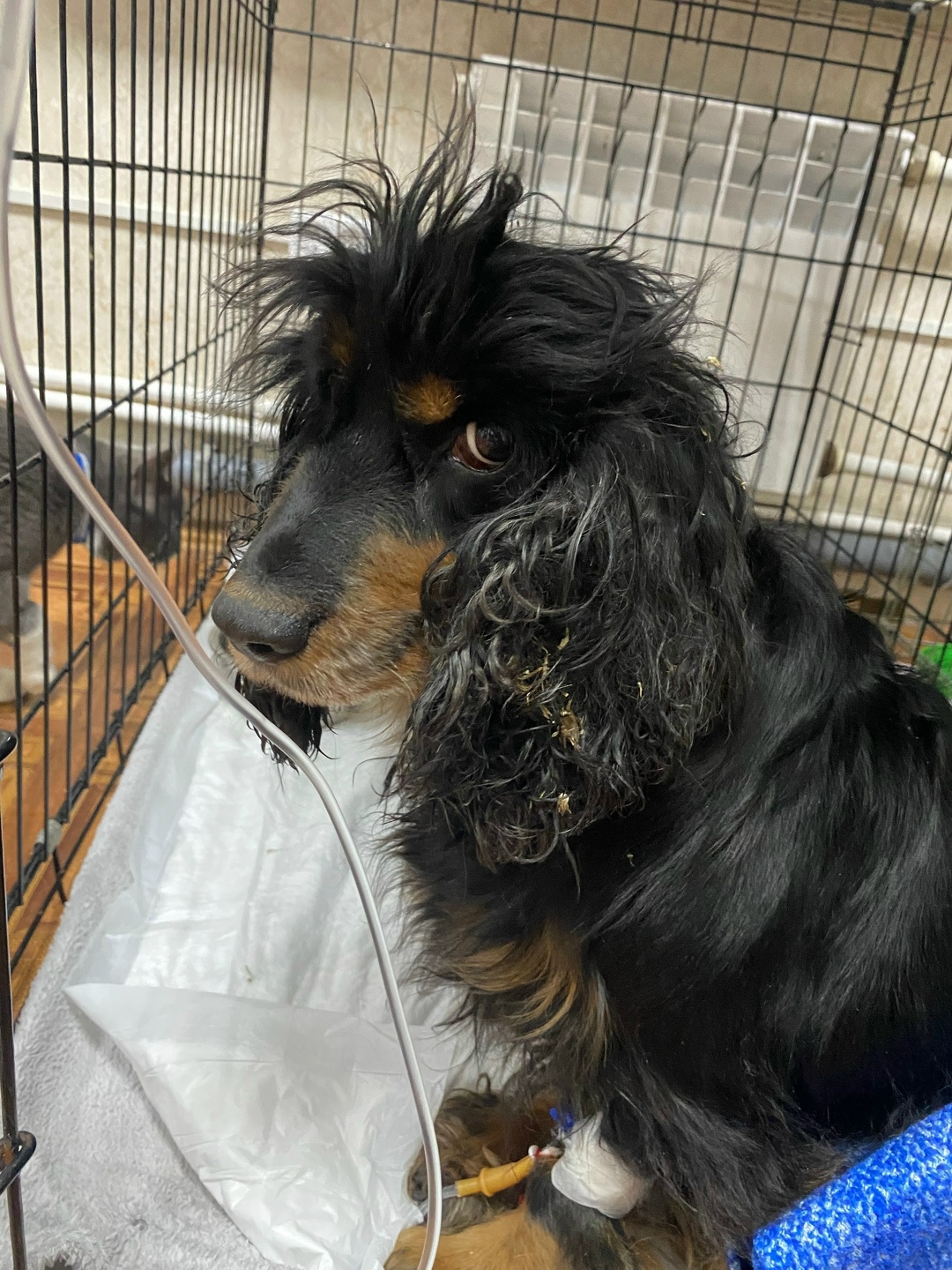 Пропала собака в Нижнем Тагиле — фото объявления