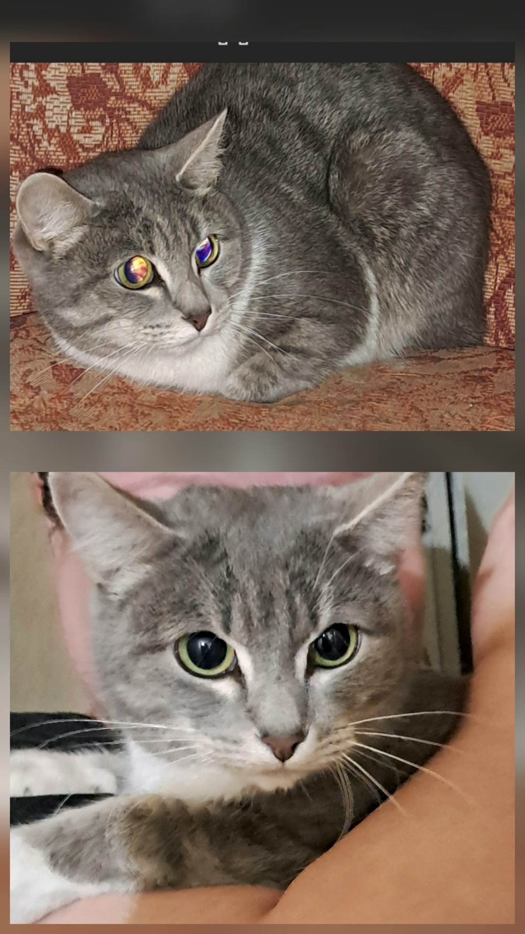 Найдена собака в Нижнем Тагиле — фото объявления