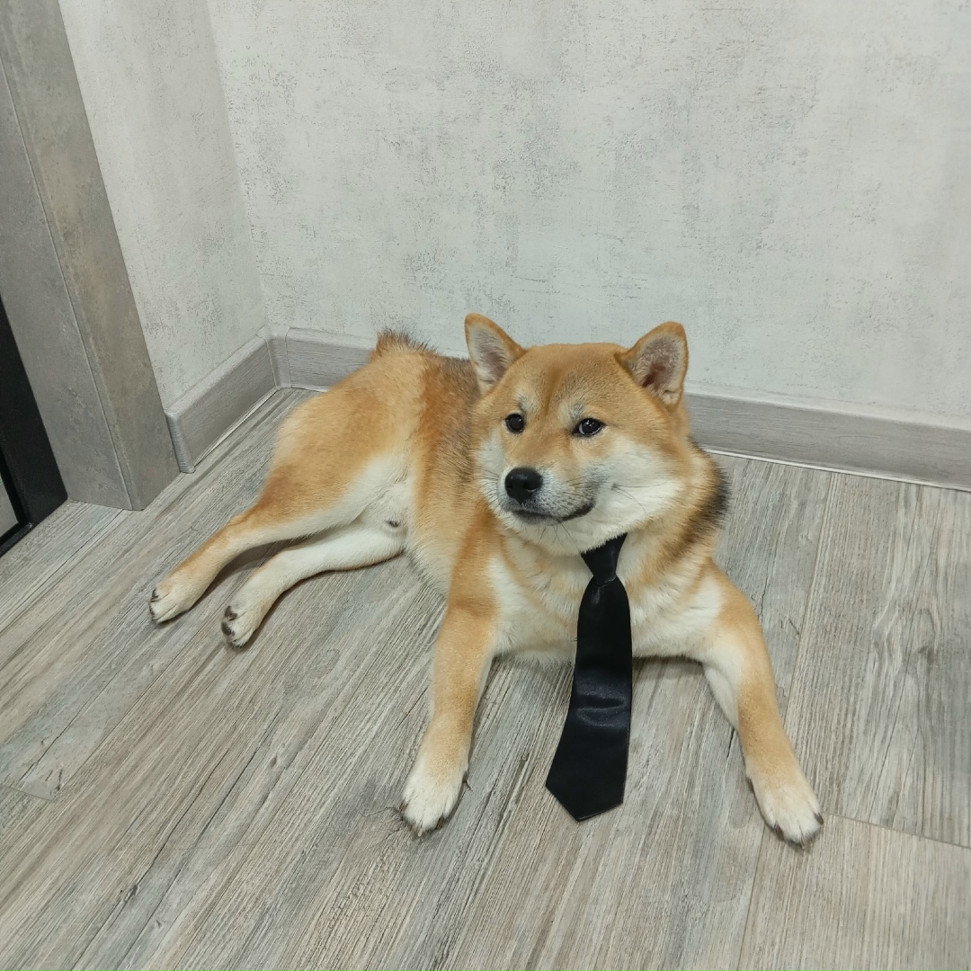 Пропала собака в Нижнем Тагиле — фото объявления