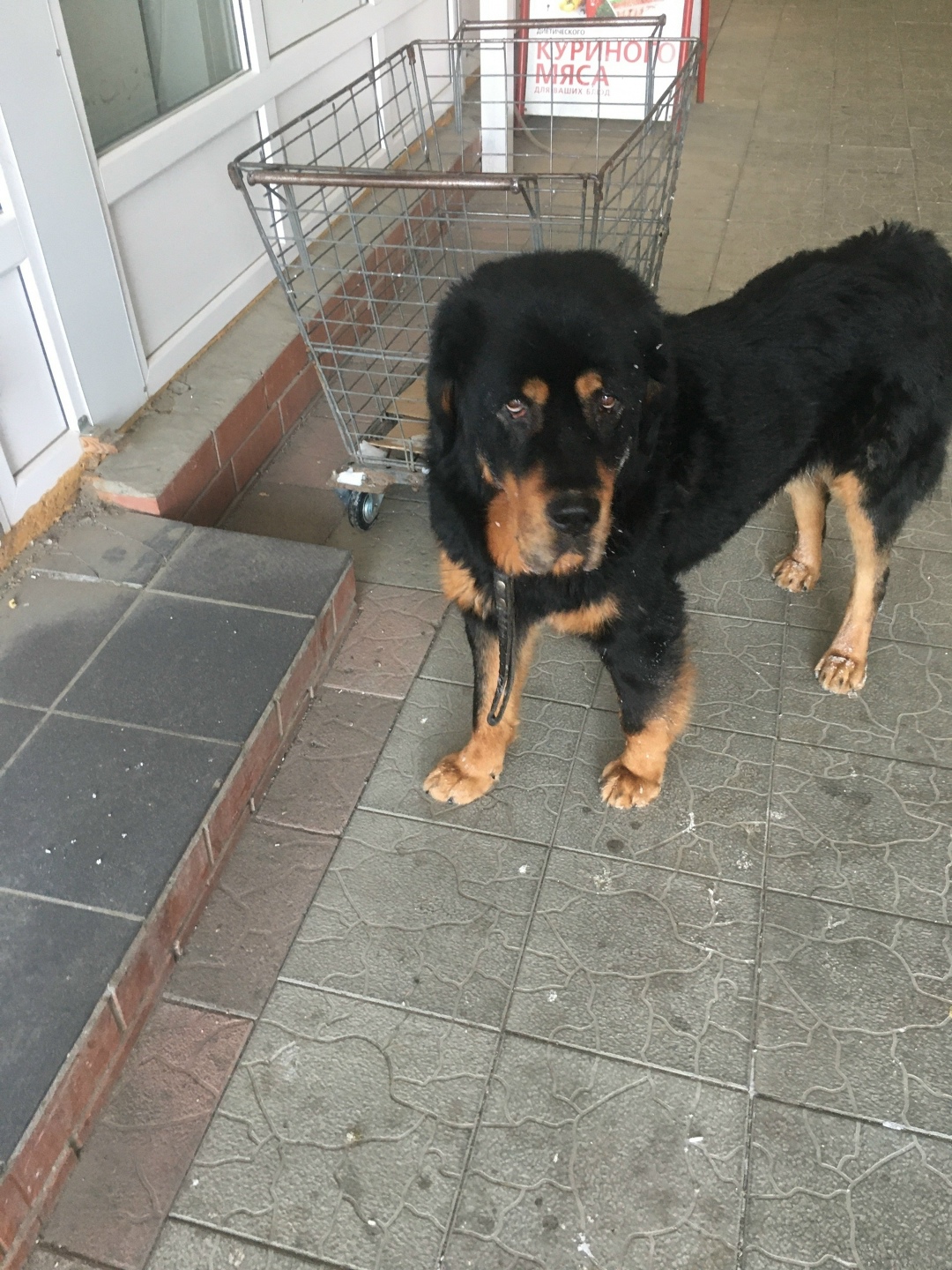 Пропала собака в Нижнем Тагиле — фото объявления