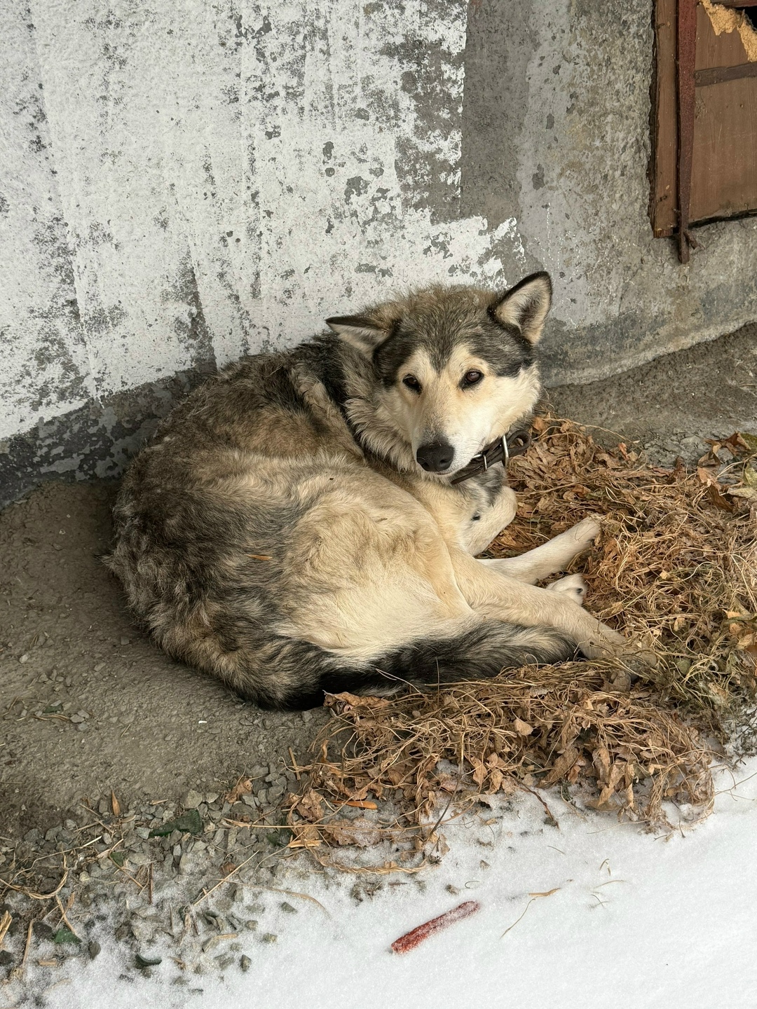 Пропала собака в Нижнем Тагиле — фото объявления