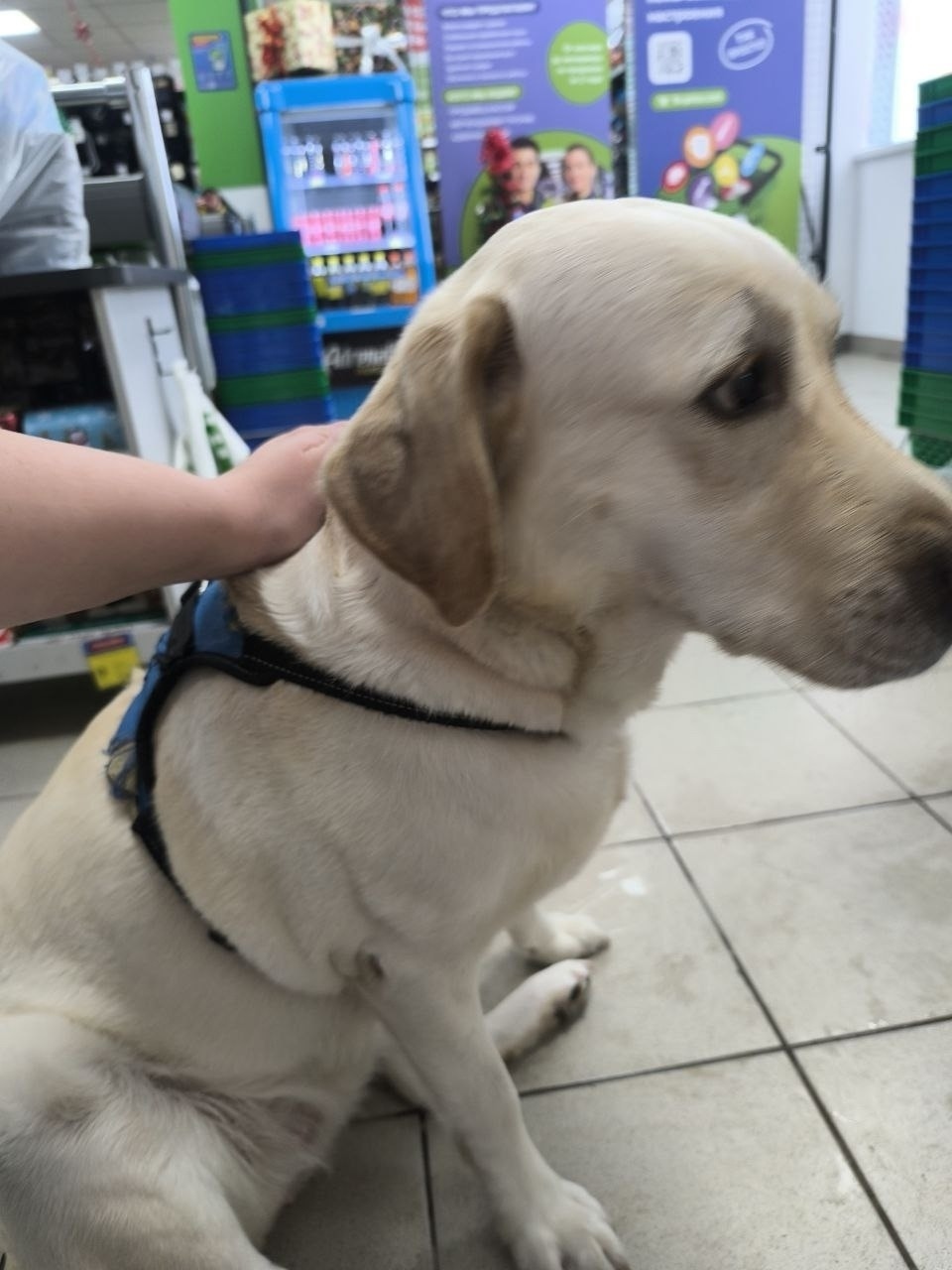 Найдена собака в Нижнем Тагиле — фото объявления