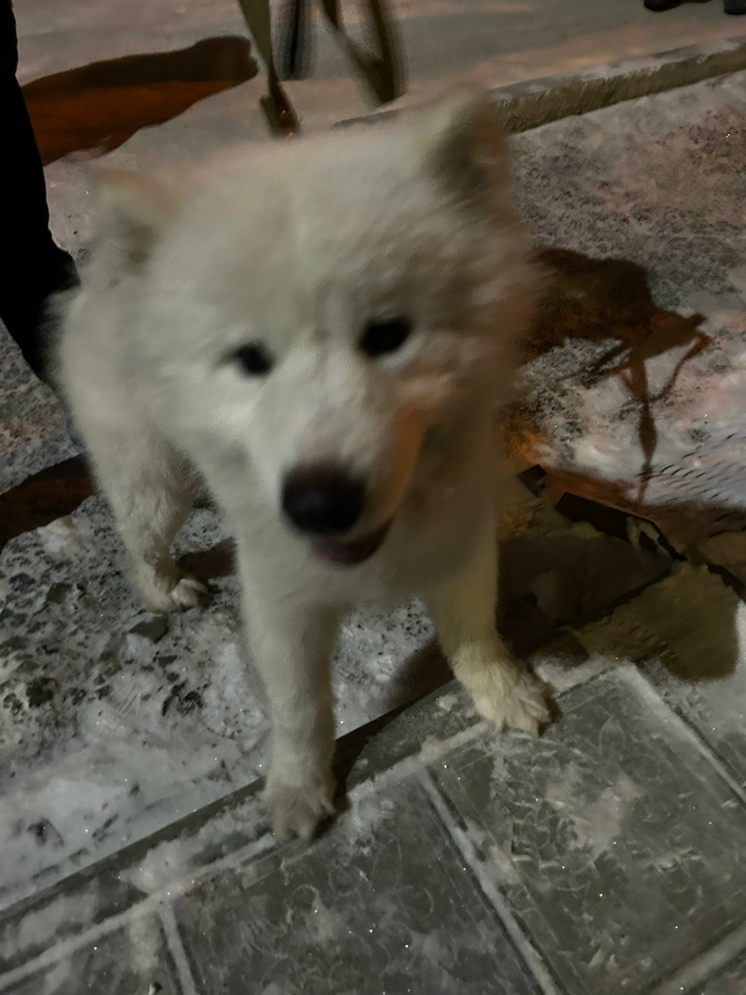 Найдена собака в Нижнем Тагиле — фото объявления