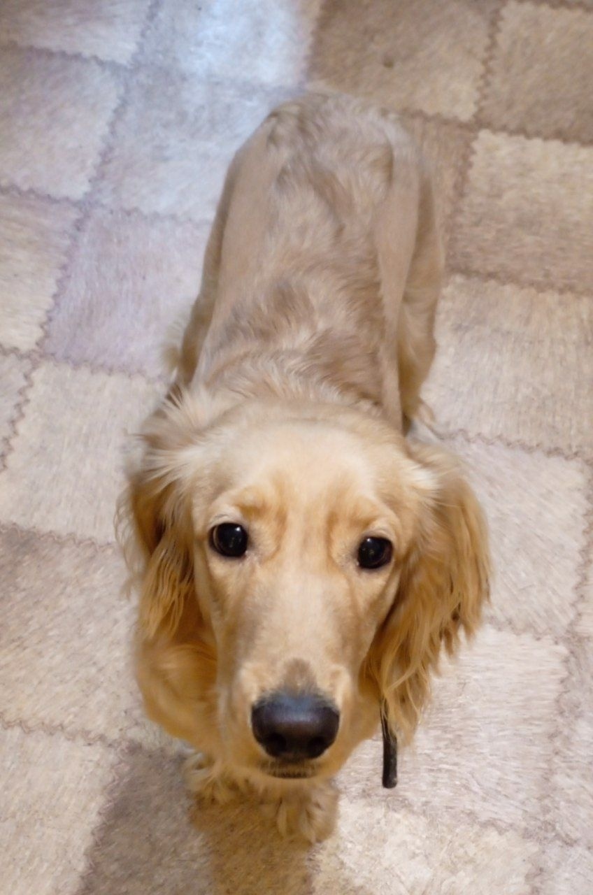 Найдена собака в Нижнем Тагиле — фото объявления