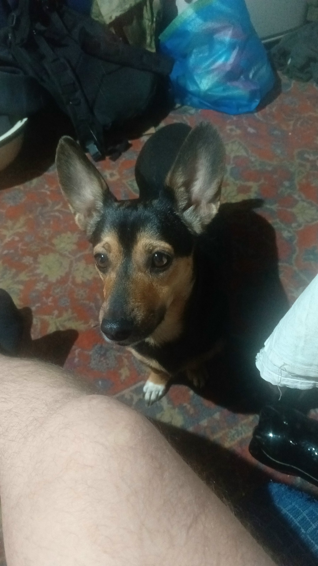 Пропала собака в Нижнем Тагиле — фото объявления