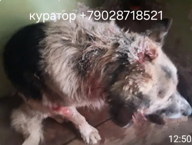 Найдена собака в Нижнем Тагиле — фото объявления