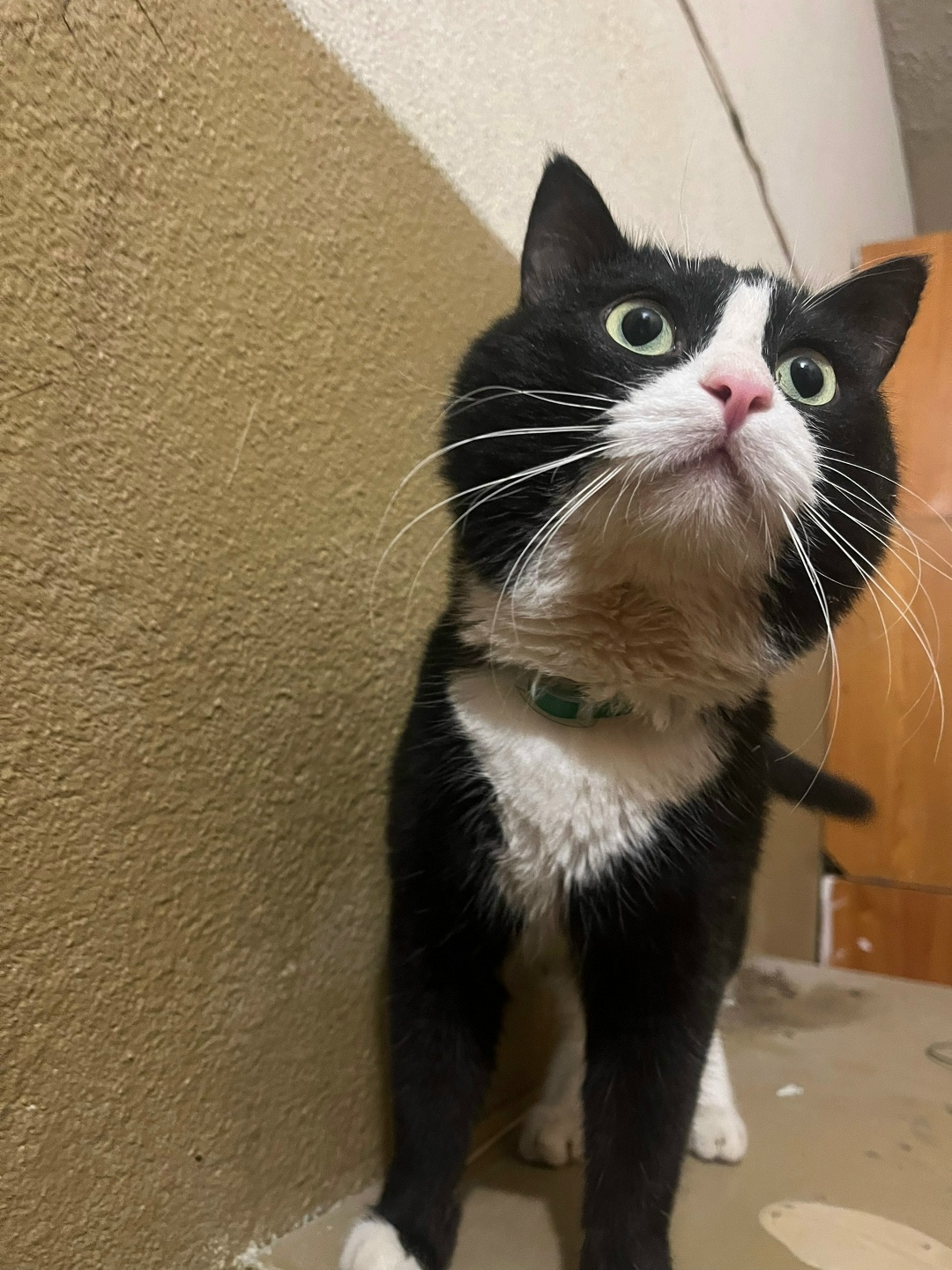 Пропала кошка в Нижнем Тагиле — фото объявления