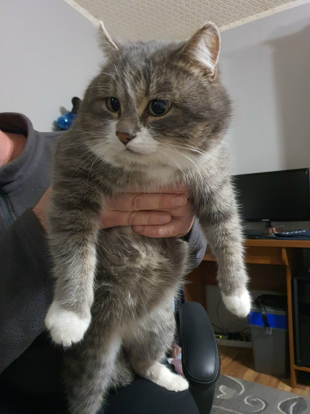 Найдена кошка в Нижнем Тагиле — фото объявления