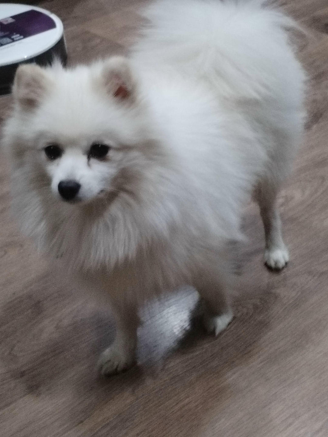 Пропала собака в Нижнем Тагиле — фото объявления