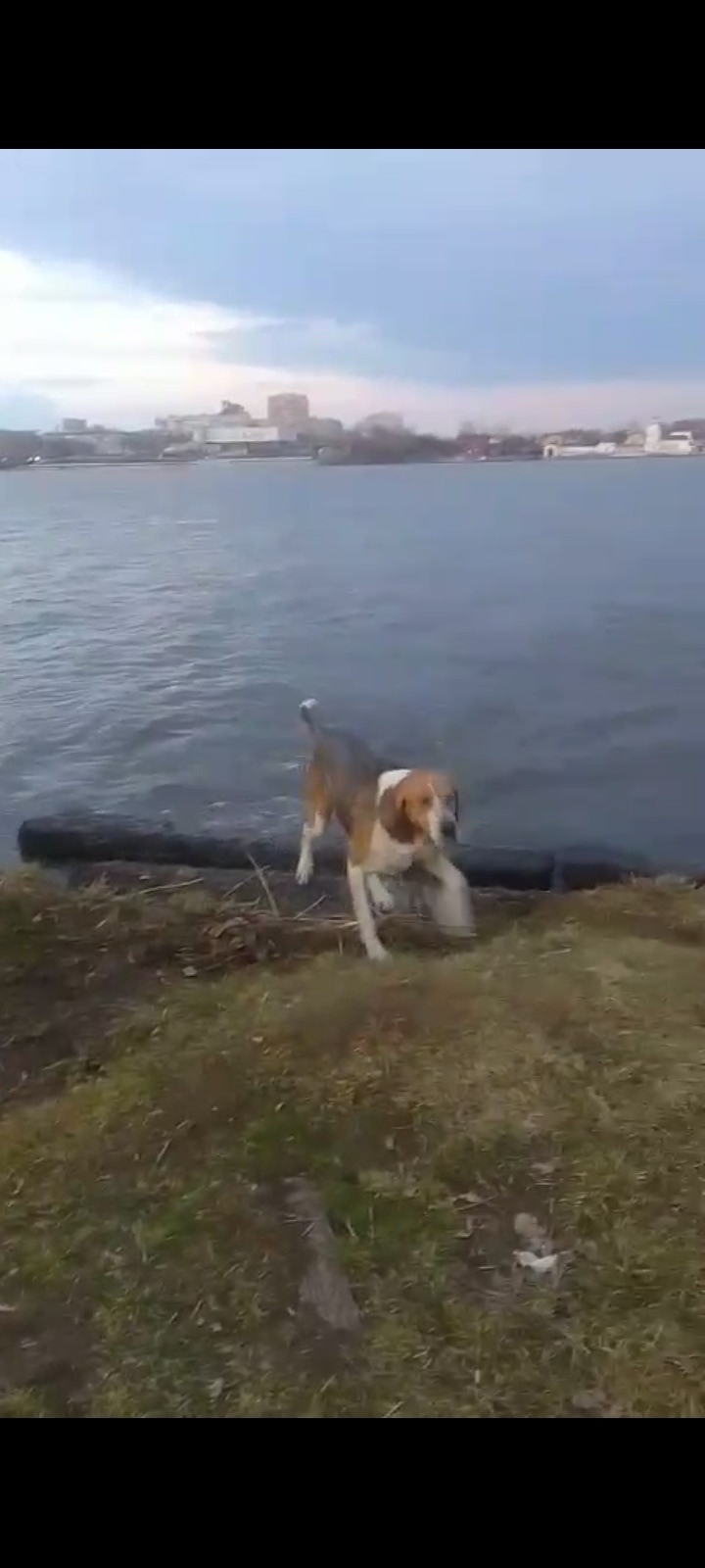 Пропала собака в Нижнем Тагиле — фото объявления