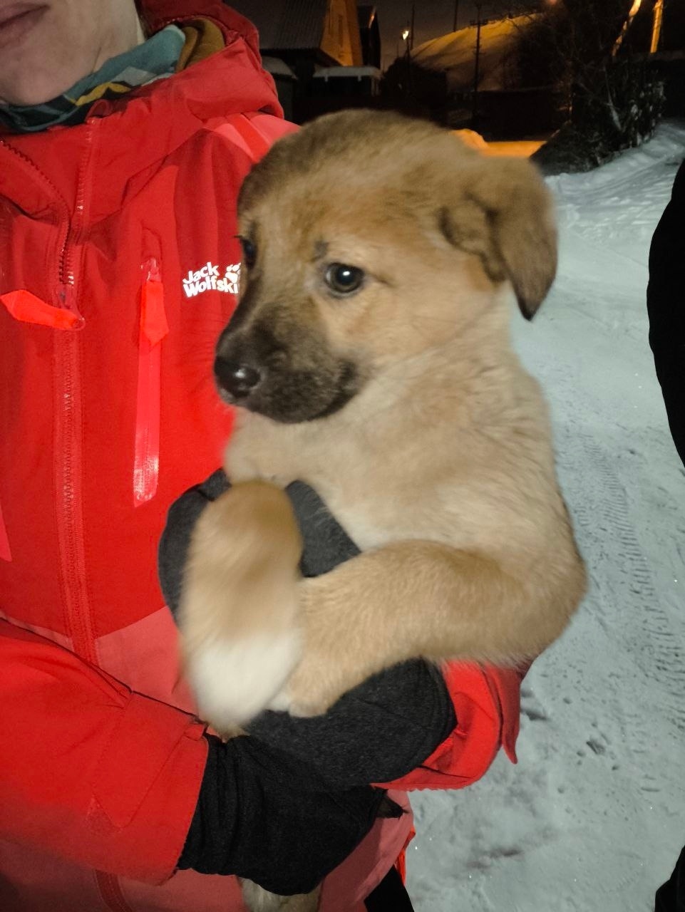 Найдена собака в Нижнем Тагиле — фото объявления