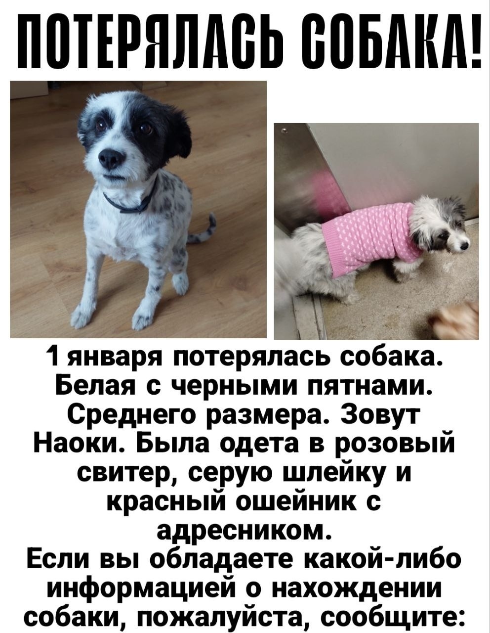 Пропала собака в Нижнем Тагиле — фото объявления