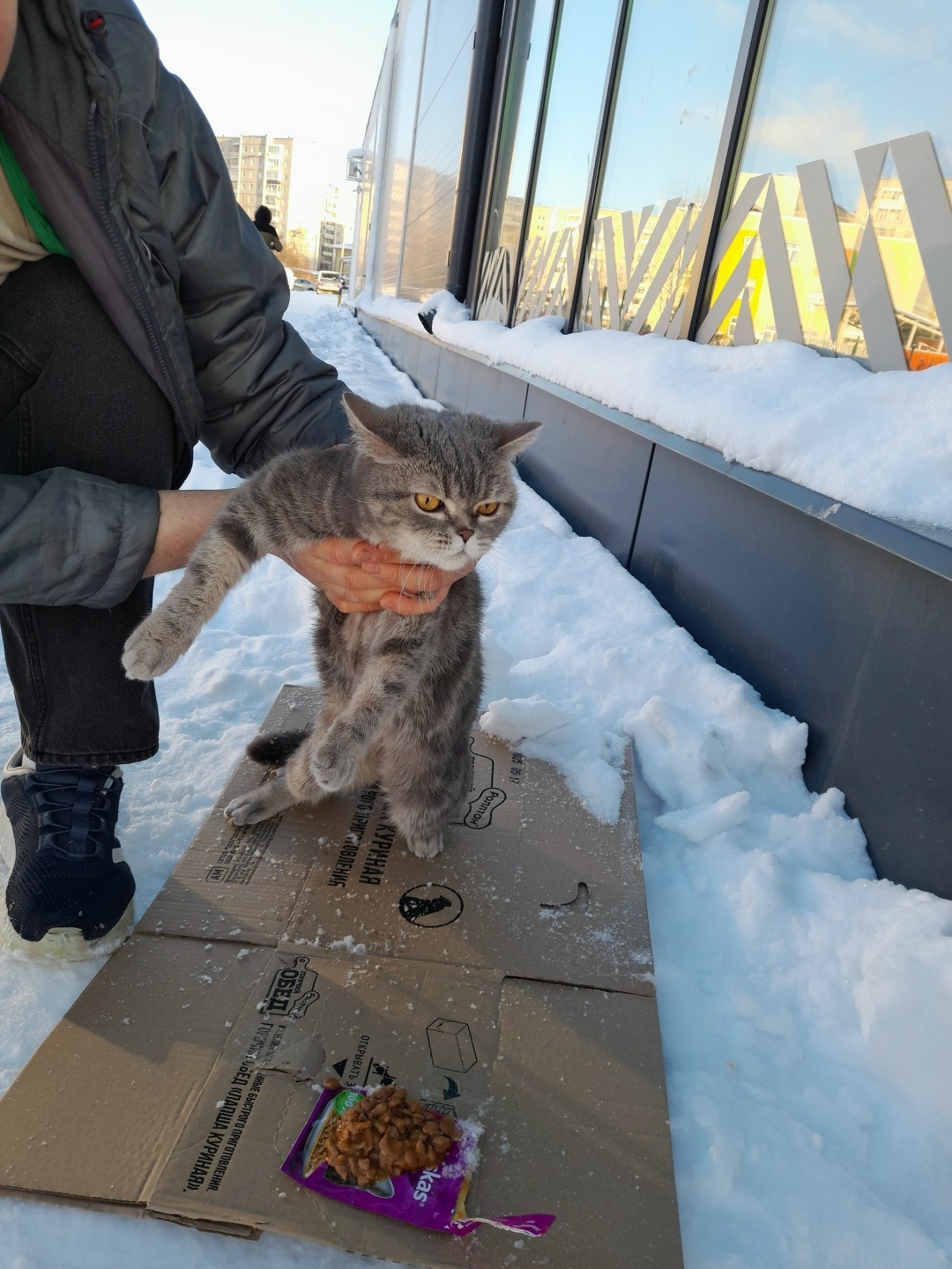 Найдена кошка в Нижнем Тагиле — фото объявления