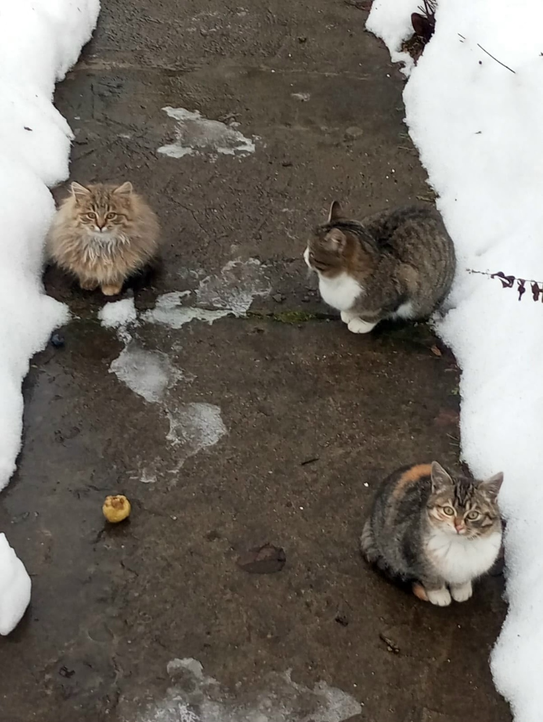 Найдена кошка в Череповце — фото объявления