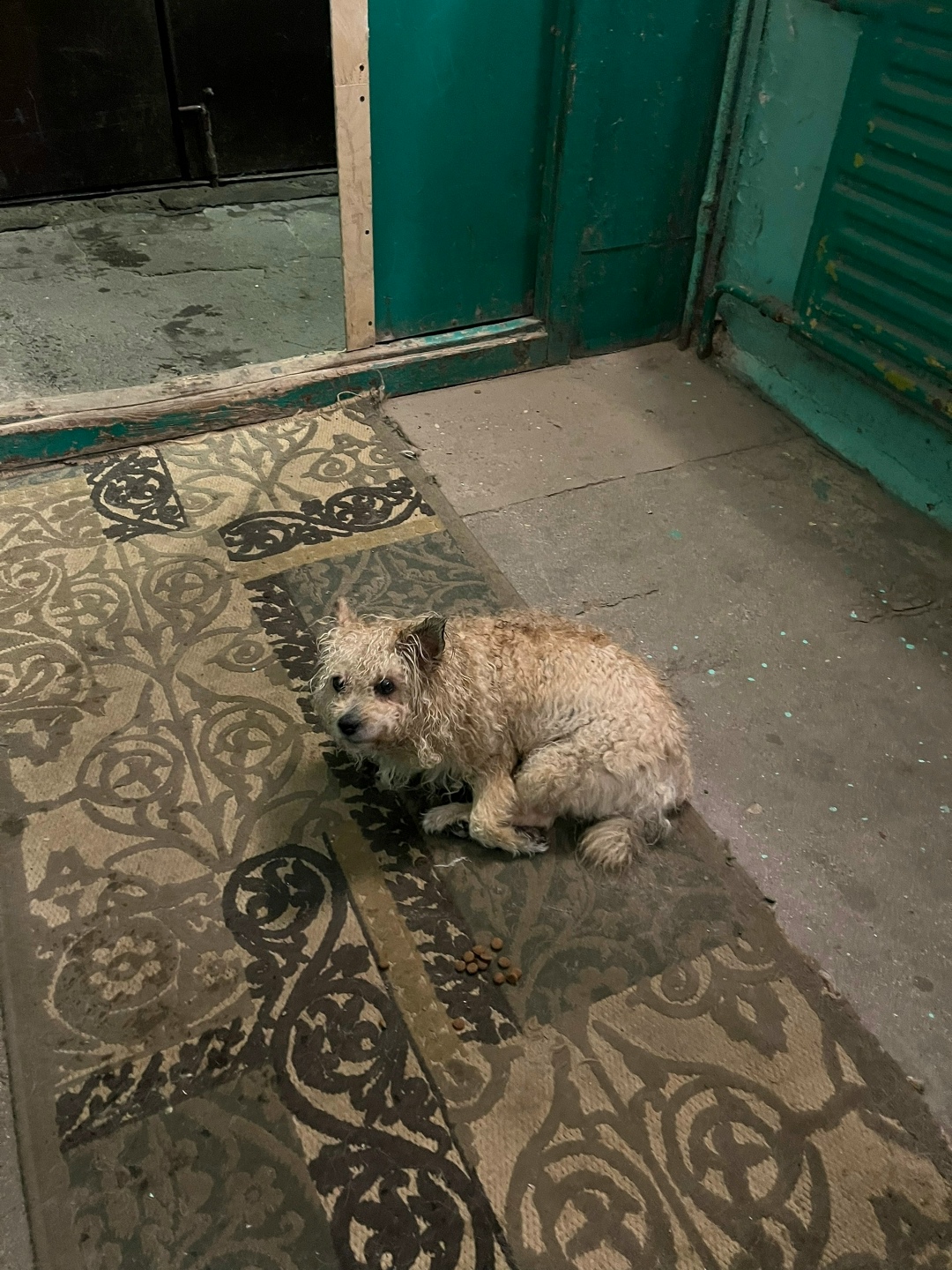 Пропала собака в Череповце — фото объявления