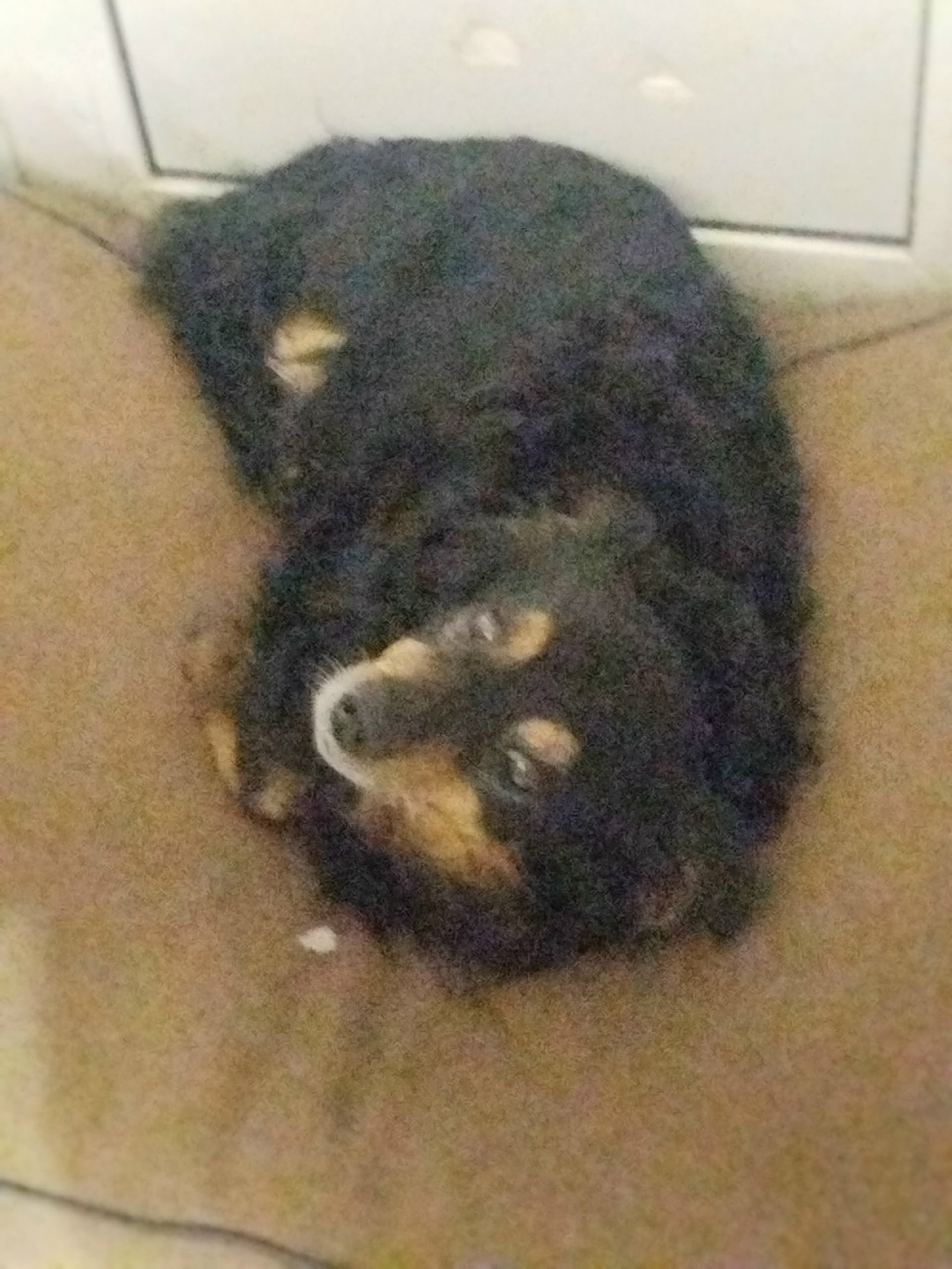 Пропала собака в Череповце — фото объявления