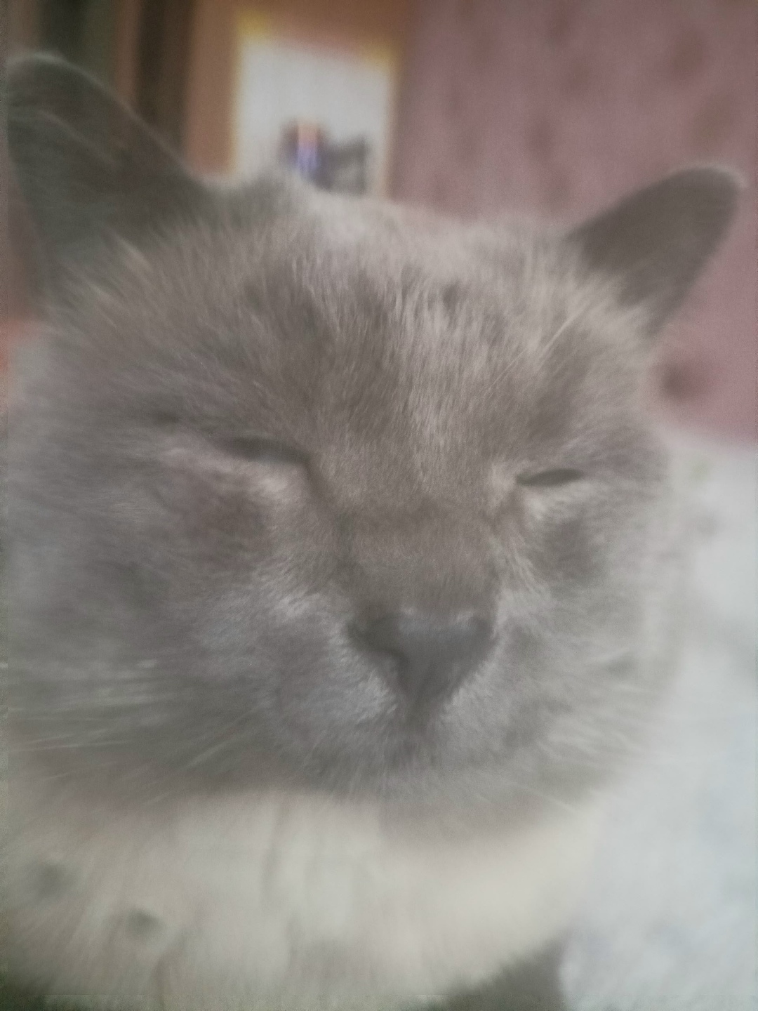 Пропала кошка в Череповце — фото объявления