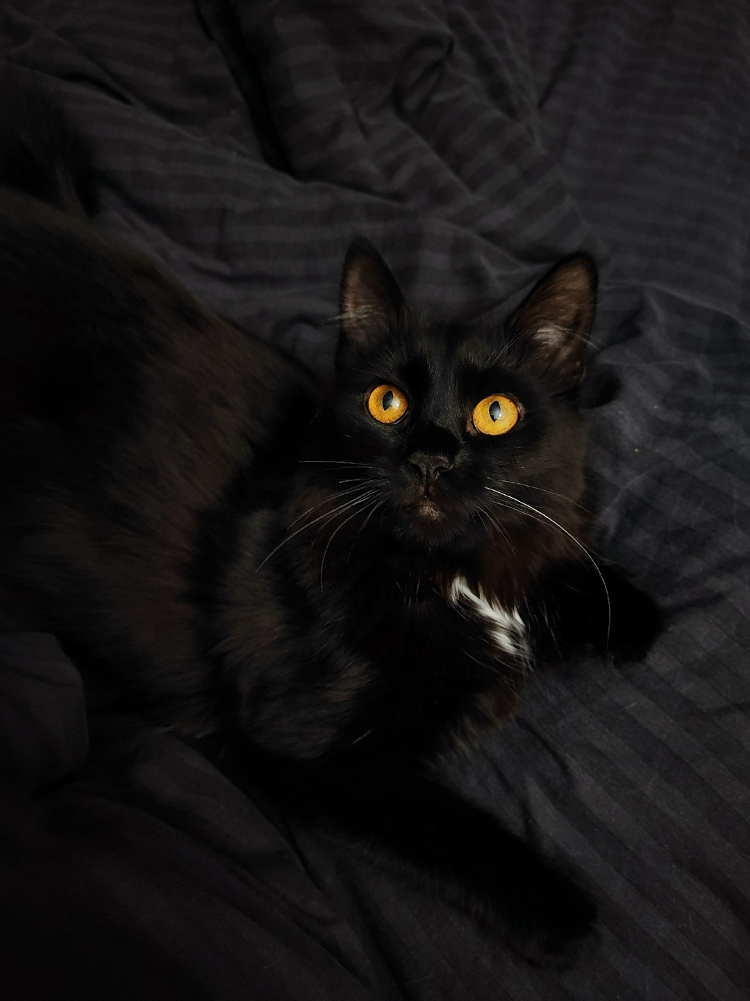 Пропала кошка в Череповце — фото объявления