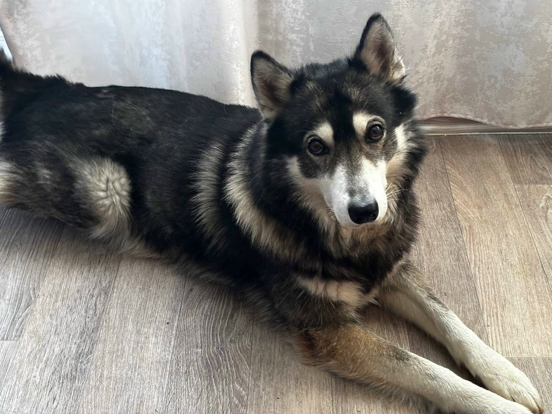 Пропала собака в Череповце — фото объявления