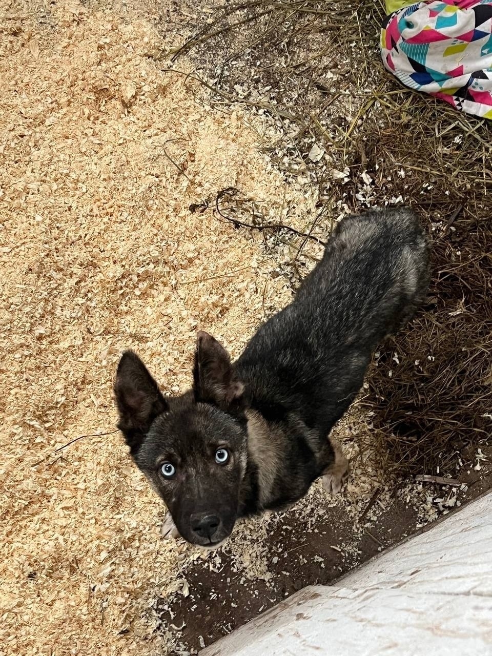 Найдена собака в Череповце — фото объявления