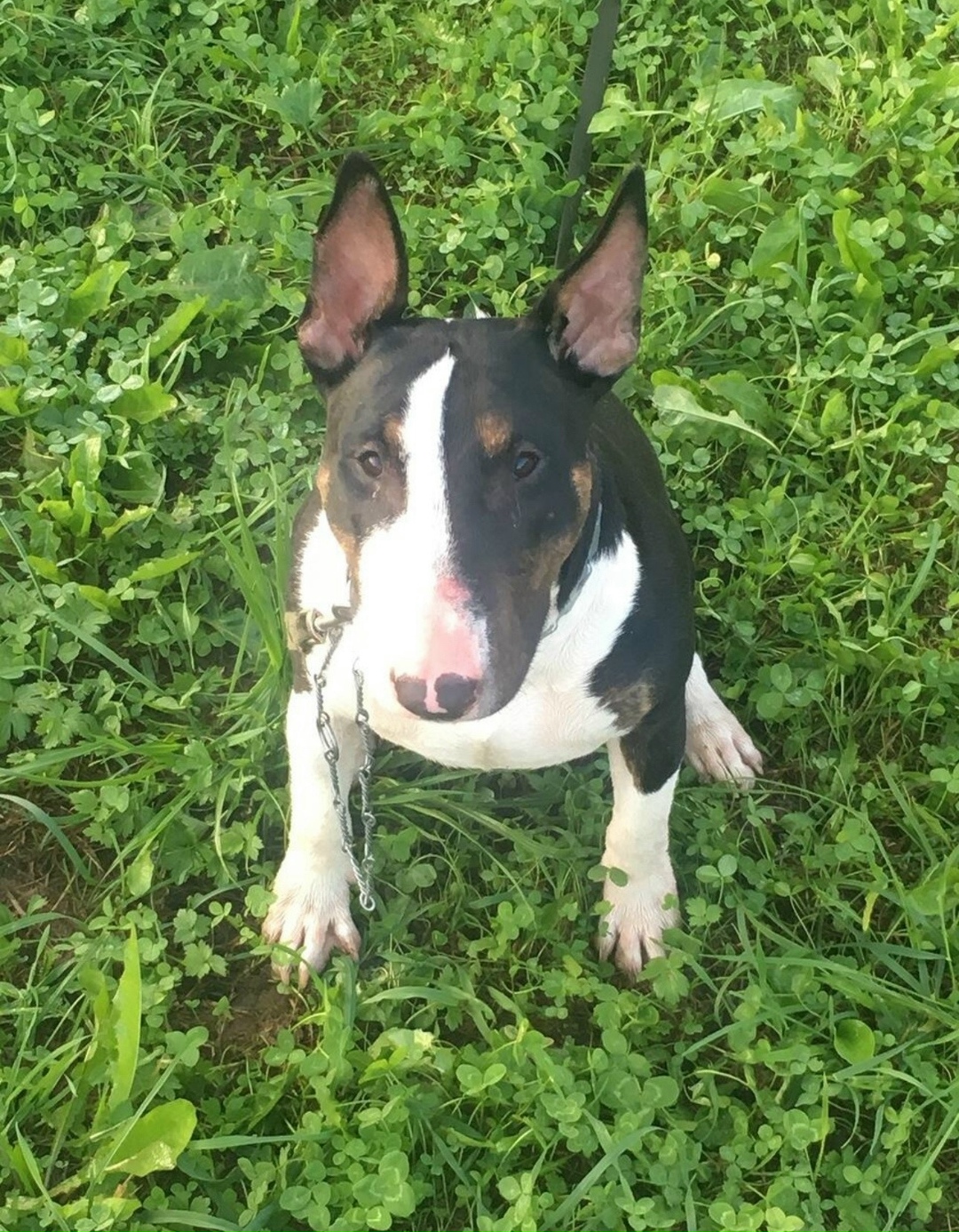 Найдена собака в Череповце — фото объявления