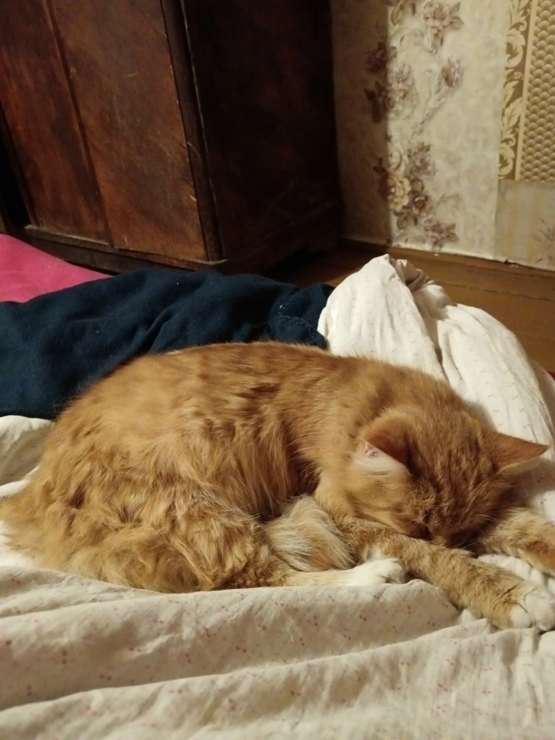 Пропала кошка в Кургане — фото объявления