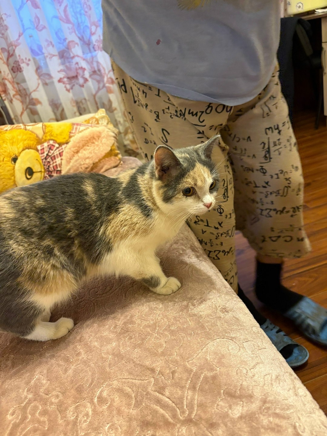 Найдена кошка в Кургане — фото объявления