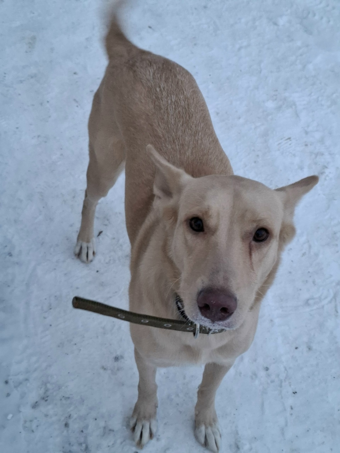 Пропала собака в Кургане — фото объявления