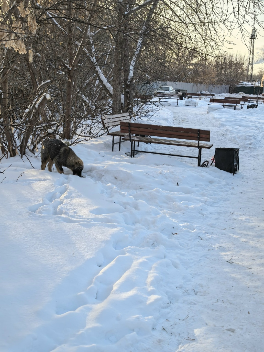 Пропала собака в Кургане — фото объявления