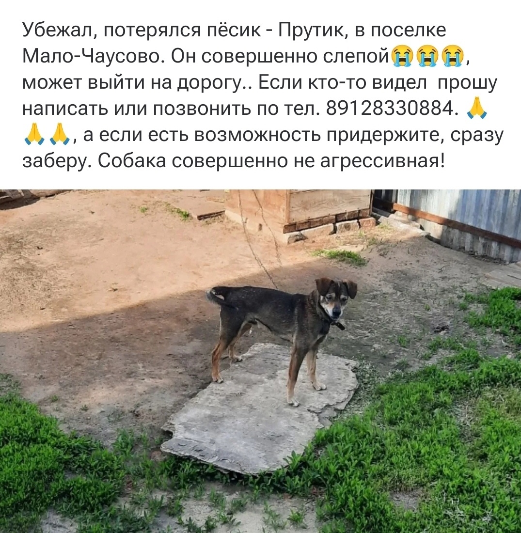 Пропала собака в Кургане — фото объявления