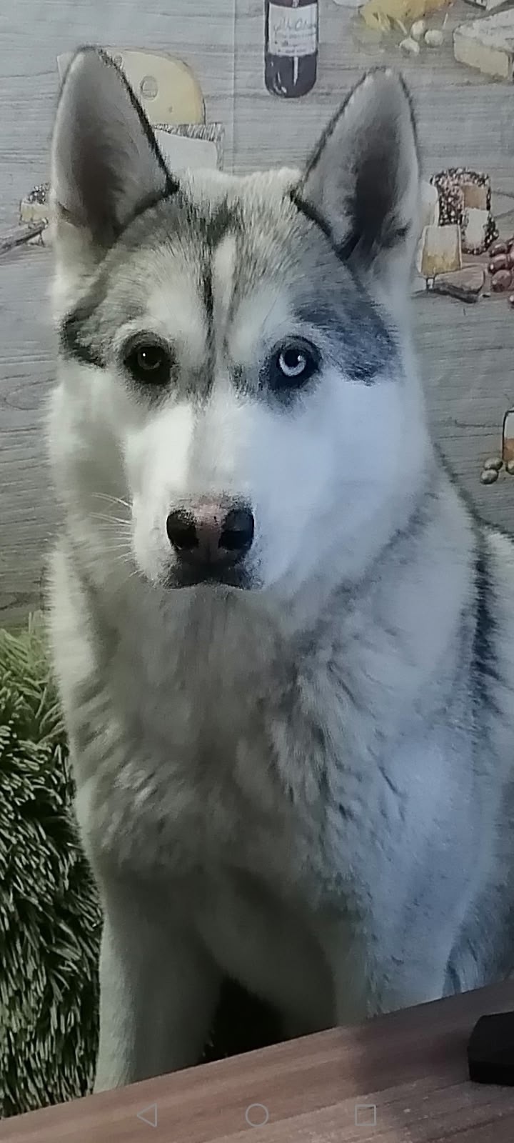 Пропала собака в Кургане — фото объявления