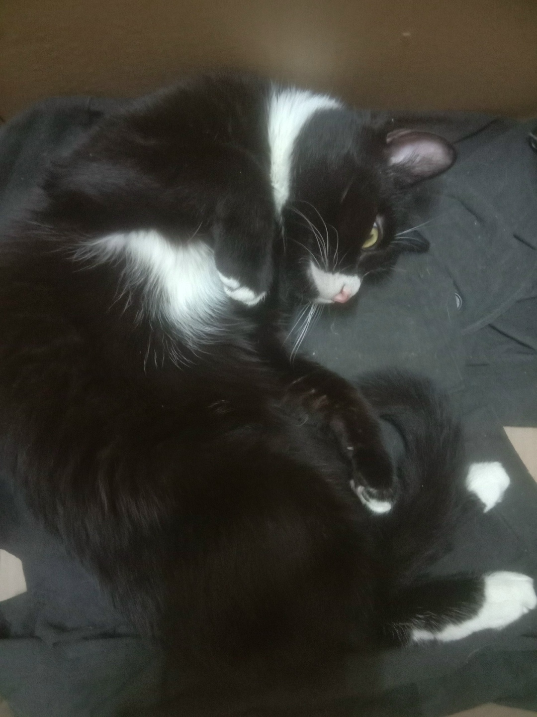 Найдена кошка в Кургане — фото объявления