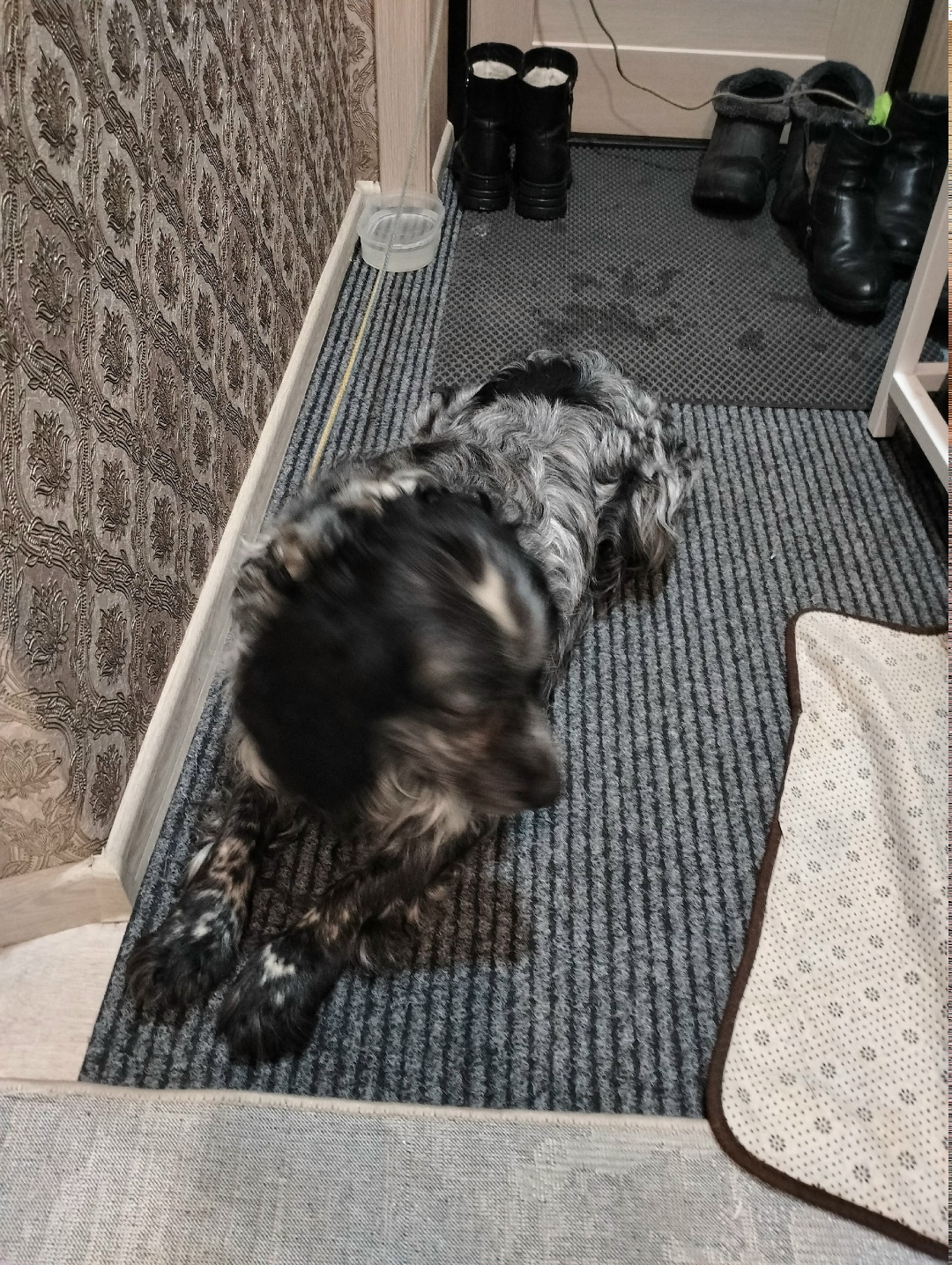 Найдена собака в Кургане — фото объявления